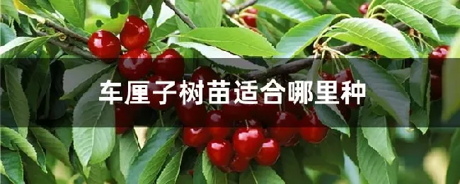 车厘子树苗适合哪里种