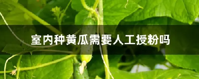 室内种黄瓜需要人工授粉吗