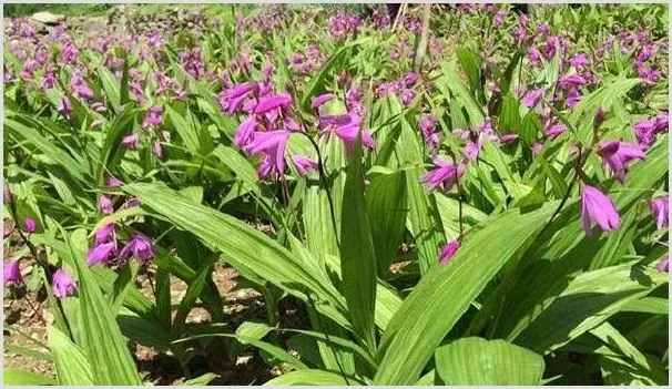 2019年种植白芨还能赚钱吗？白芨种植成本及效益分析 | 养殖项目前景