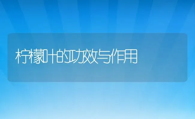 柠檬叶的功效与作用 | 养殖资料投稿