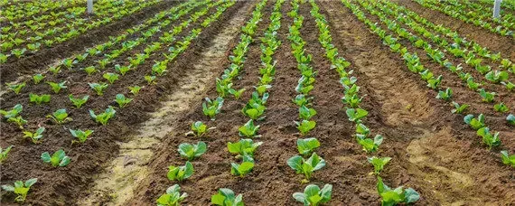 2月适合种植什么菜