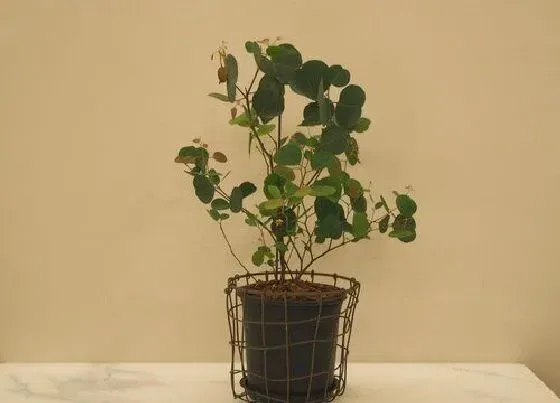 农作物|桉树是油料作物吗