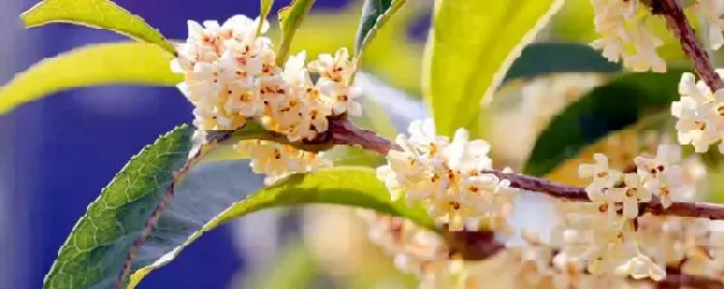 桂花什么时候剪枝