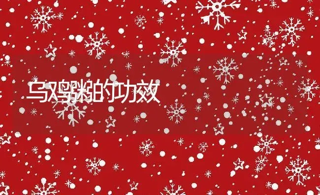 乌鸡粥的功效 | 养殖资讯