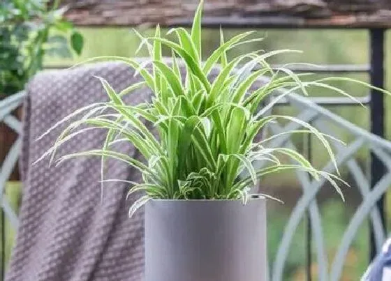 养花|高脚花盆适合种什么花 适合高花盆栽种花卉植物