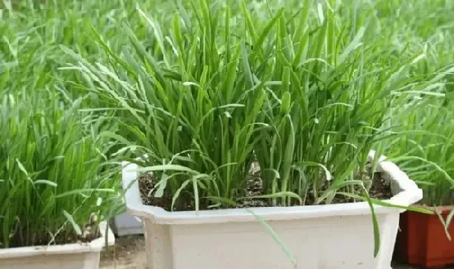 种菜|韭菜越长越细什么原因（家里自己种的韭菜为什么越长越小）