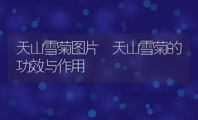 天山雪菊图片 天山雪菊的功效与作用 | 养殖资料投稿