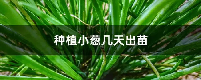 种植小葱几天出苗