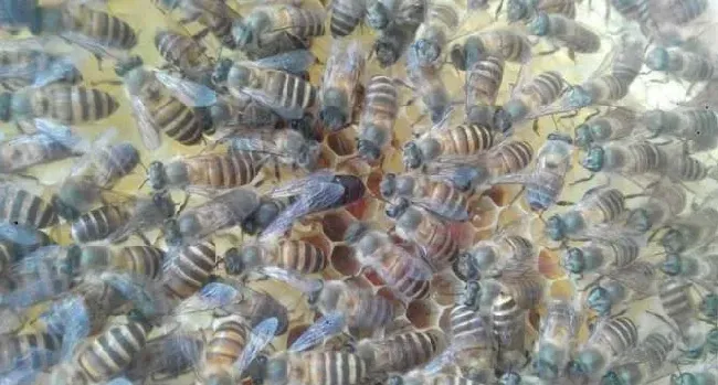 工蜂杀死蜂王是怎么回事？