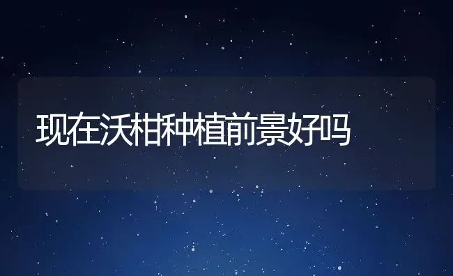 现在沃柑种植前景好吗 | 养殖资讯