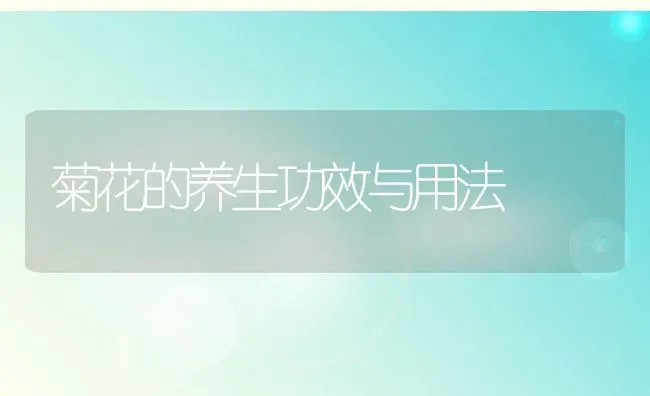 菊花的养生功效与用法 | 养殖资料投稿