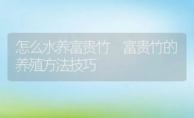 怎么水养富贵竹 富贵竹的养殖方法技巧 | 养殖资料投稿