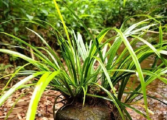 种植前景|种植石菖蒲成本与利润多少（石菖蒲种植效益收入分析）