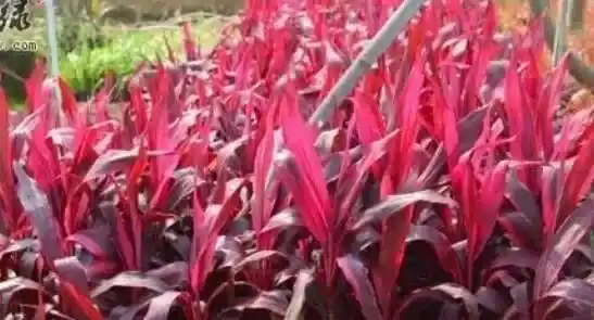 朱蕉的养殖方法和注意事项