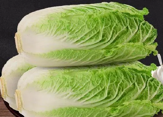 种菜|2月份适合种什么菜