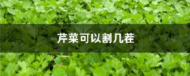 芹菜可以割几茬