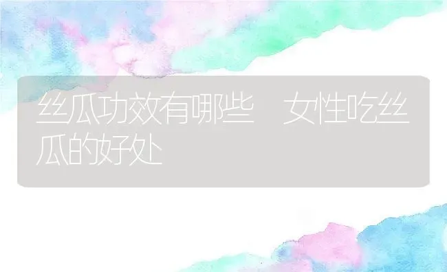 丝瓜功效有哪些 女性吃丝瓜的好处 | 养殖资料投稿