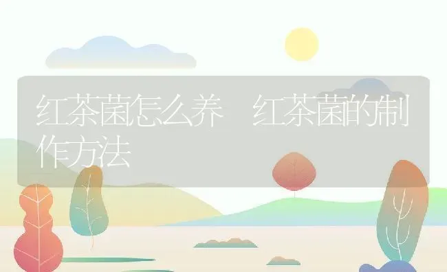 红茶菌怎么养 红茶菌的制作方法 | 养殖资料投稿