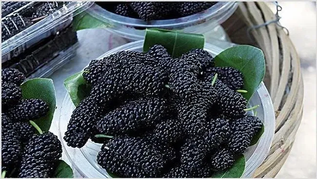 桑葚的种植前景与市场行情 | 养殖什么赚钱