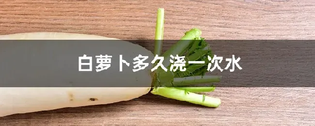 白萝卜多久浇一次水