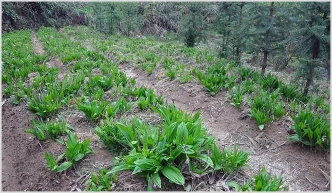 2020年种植药材补贴政策解读 | 热门养殖项目