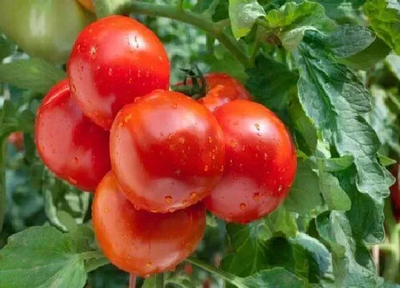 种菜|楼顶适合种什么蔬菜