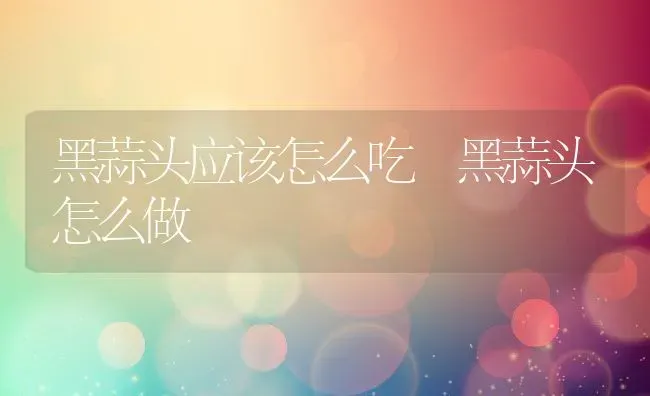 黑蒜头应该怎么吃 黑蒜头怎么做 | 养殖资料投稿