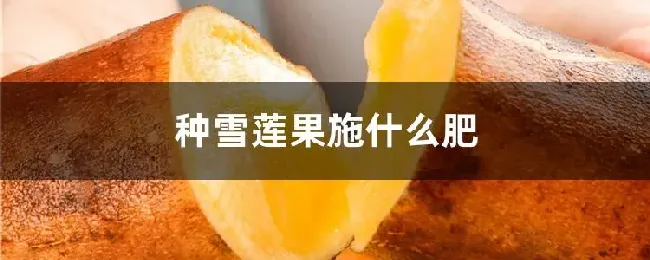 种雪莲果施什么肥