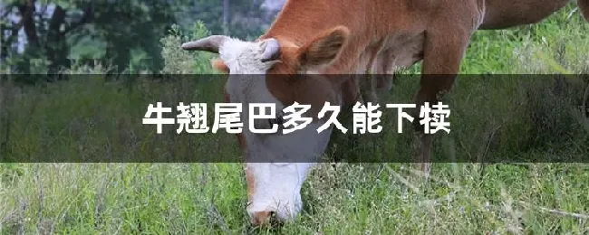 牛翘尾巴多久能下犊