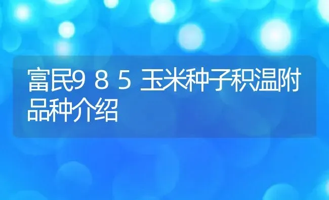 富民985玉米种子积温附品种介绍 | 养殖资讯