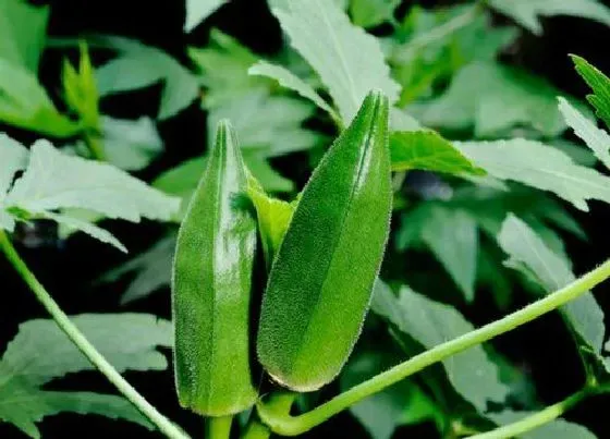 种菜|楼顶适合种什么蔬菜