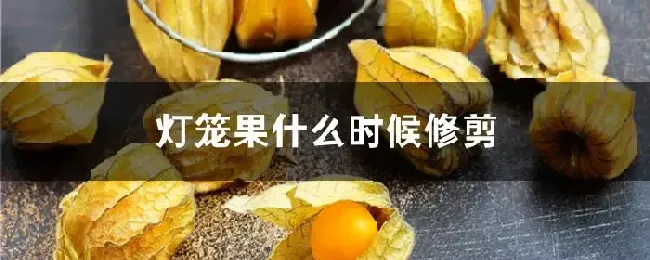 灯笼果什么时候修剪