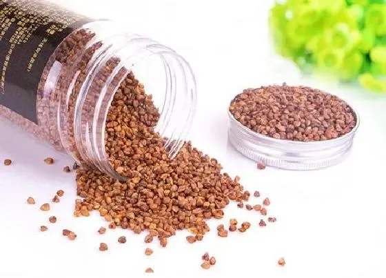 农作物|苦荞是什么作物 属于药用和食用两用的作物