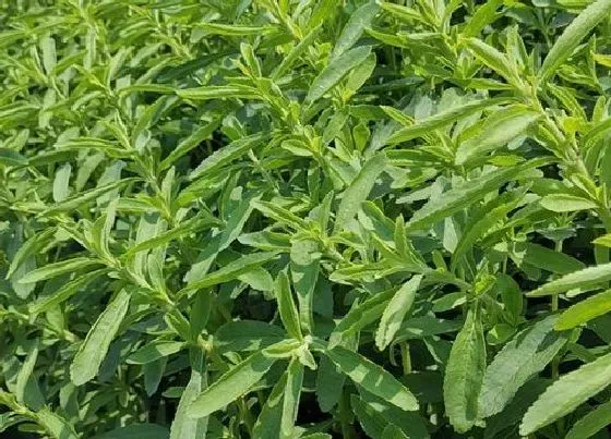 种菜|楼顶适合种什么蔬菜