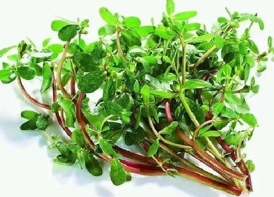 蔬菜|长寿菜是什么菜