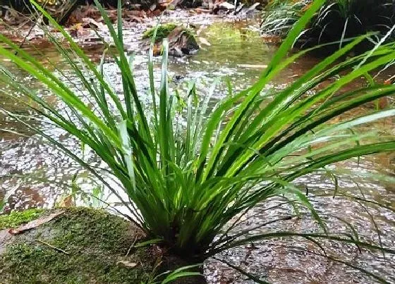 种植前景|种植石菖蒲成本与利润多少（石菖蒲种植效益收入分析）