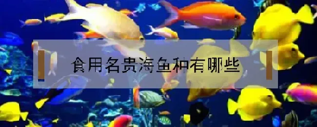 食用名贵海鱼种有哪些