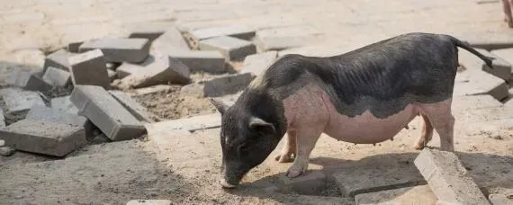 太湖母猪怎么辨别纯种