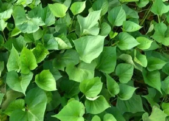 种菜|楼顶适合种什么蔬菜