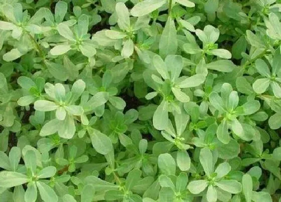 蔬菜|长寿菜是什么菜