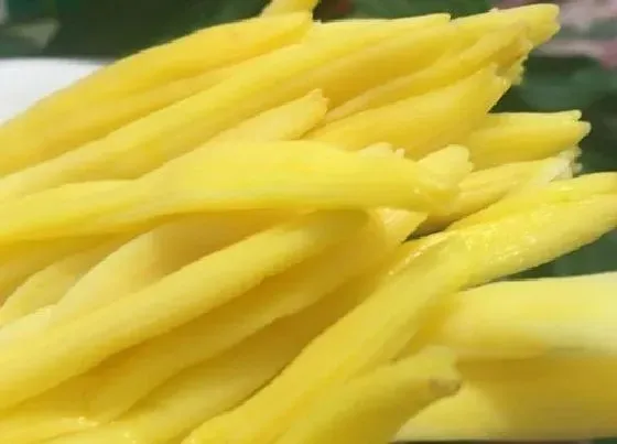 种植前景|种植黄花菜赚钱吗 种植每亩利润如何