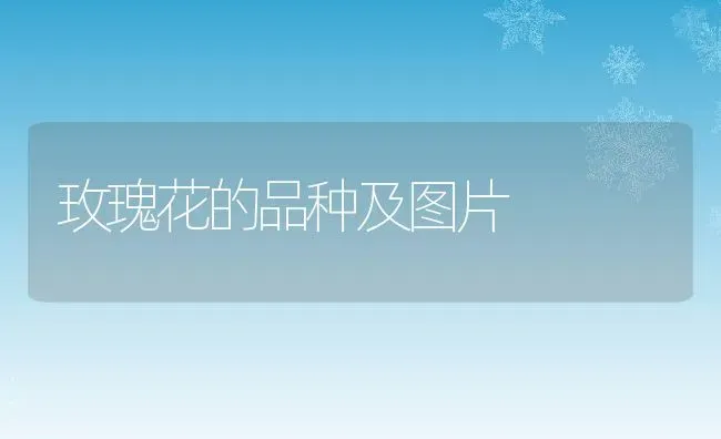 玫瑰花的品种及图片 | 养殖资料投稿