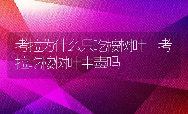 考拉为什么只吃桉树叶 考拉吃桉树叶中毒吗 | 养殖资料投稿