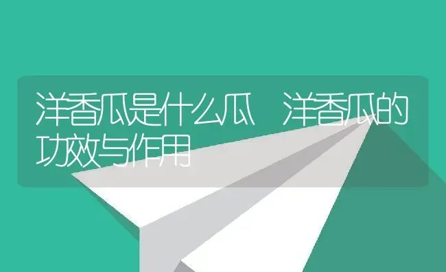 洋香瓜是什么瓜 洋香瓜的功效与作用 | 养殖资料投稿