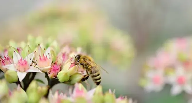 有哪些赞美蜜蜂的诗句？