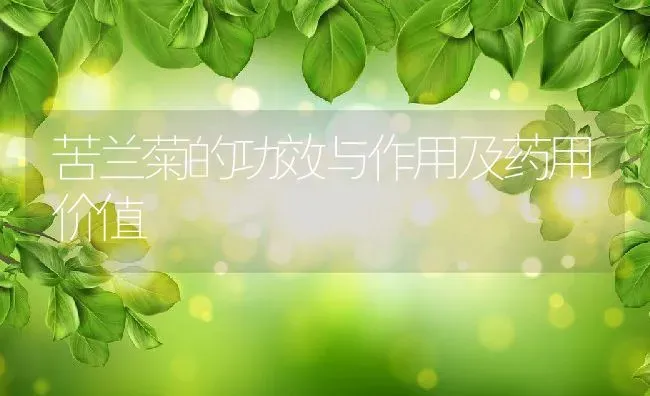 苦兰菊的功效与作用及药用价值 | 养殖资料投稿