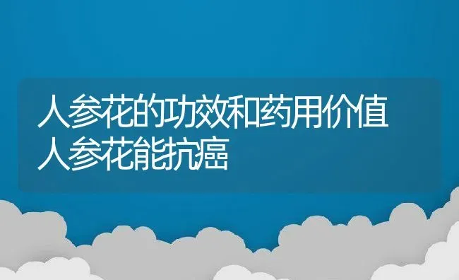 人参花的功效和药用价值 人参花能抗癌 | 养殖资料投稿