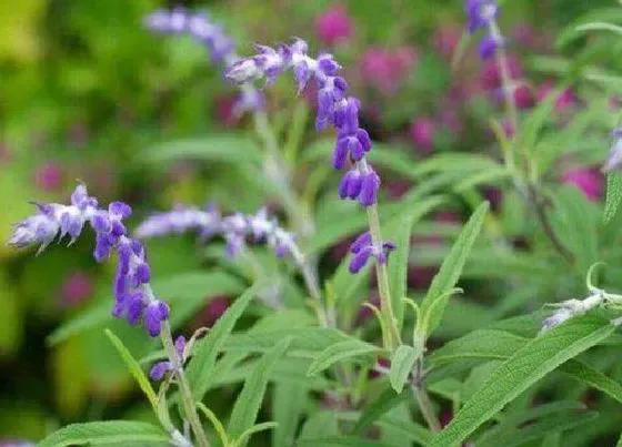 种植前景|丹参种植条件 生长环境要求