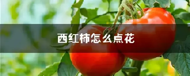 西红柿怎么点花