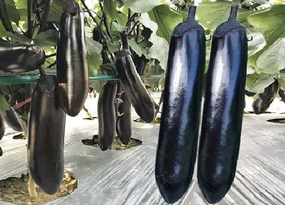 种菜|楼顶适合种什么蔬菜